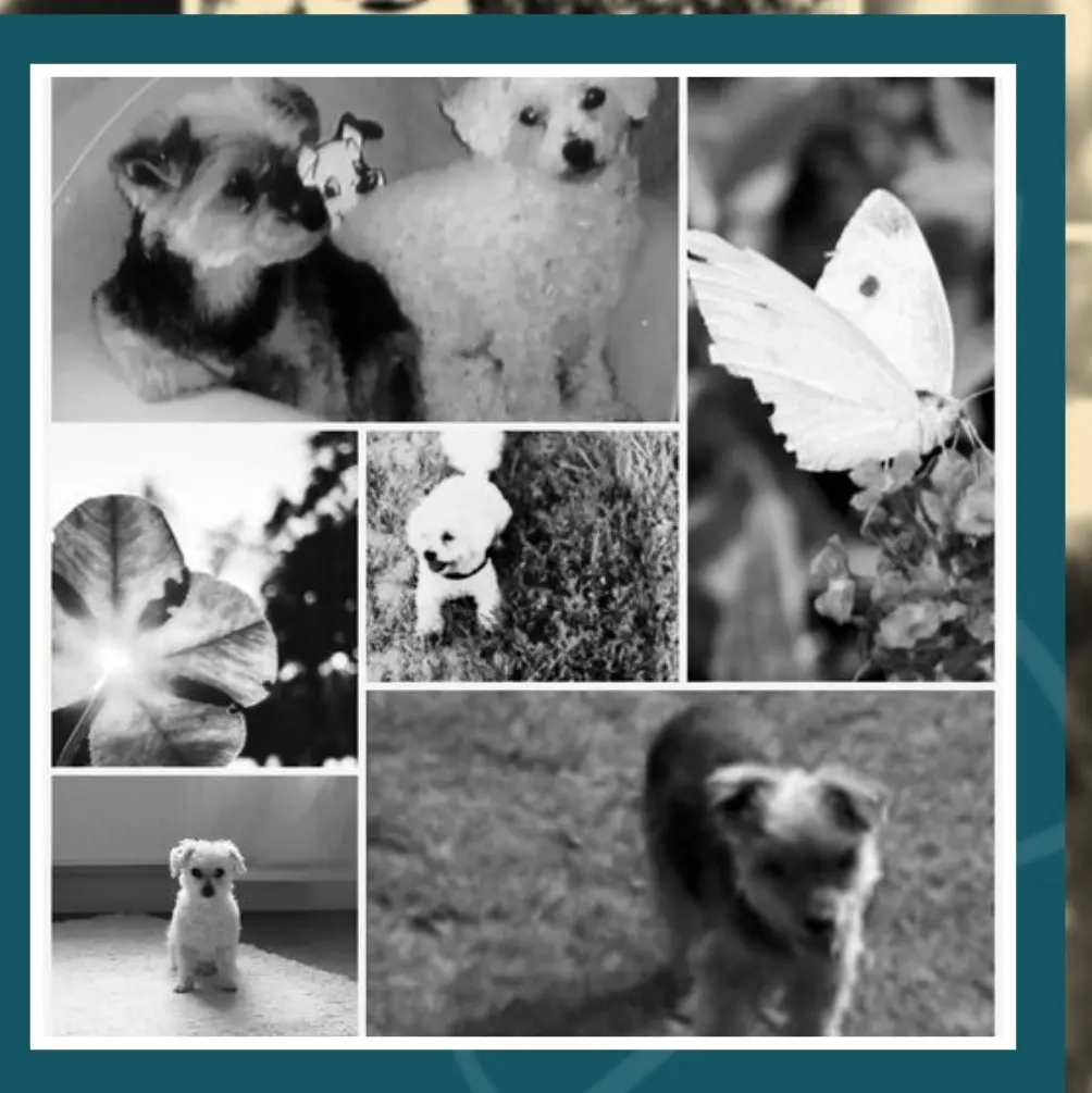 Andachtsbild von Gaby mit Snowy ❤️