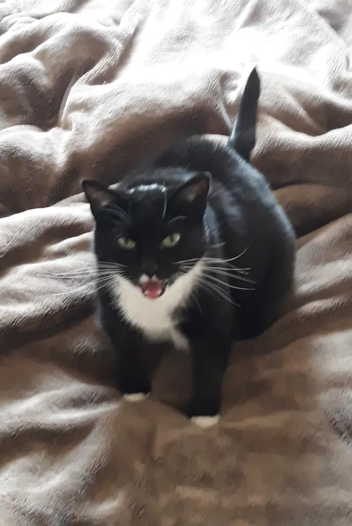 Andachtsbild von Silke mit Seelenhund Cassy und Katzendame Joyce tief im Herzen ❤