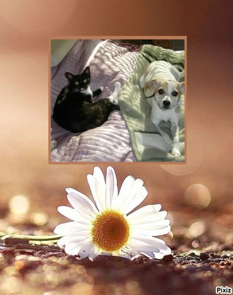 Andachtsbild von Silke mit Seelenhund Cassy  und Katzendame Joyce tief im Herzen ❤