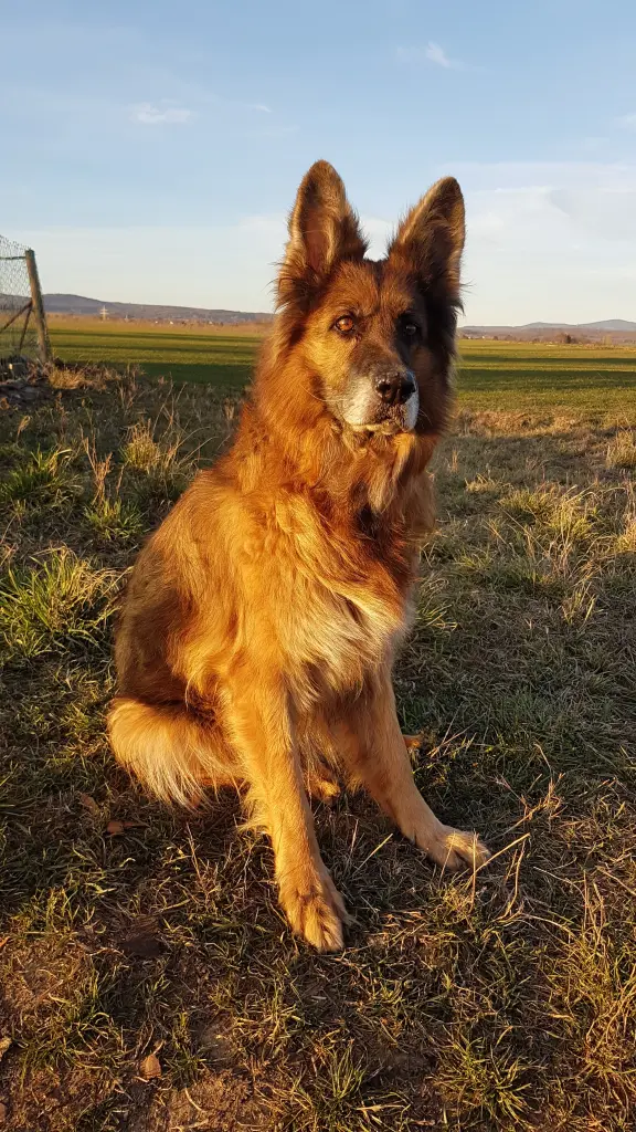 Andachtsbild von Silke mit Gila im ❤