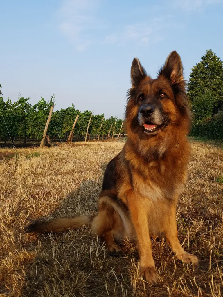 Andachtsbild von Silke mit Gila im ❤