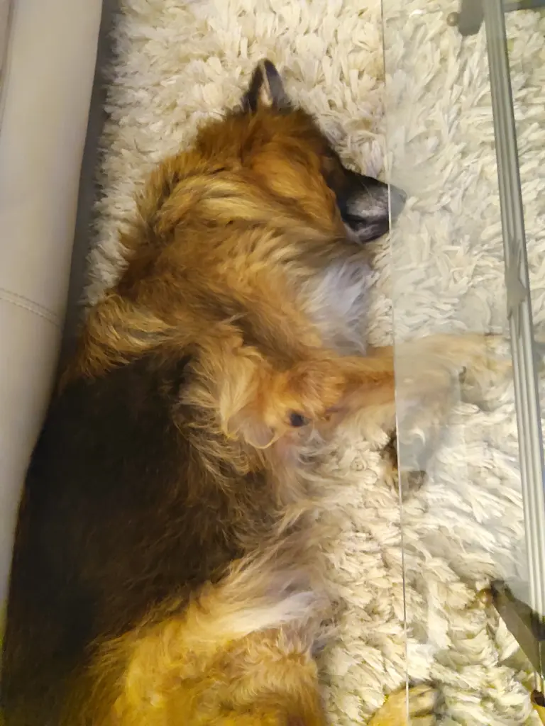 Andachtsbild von Silke mit Gila im ❤