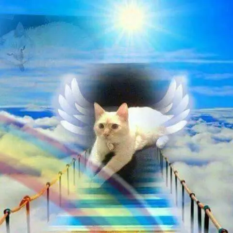 Andachtsbild von Silke mit Gila im ❤