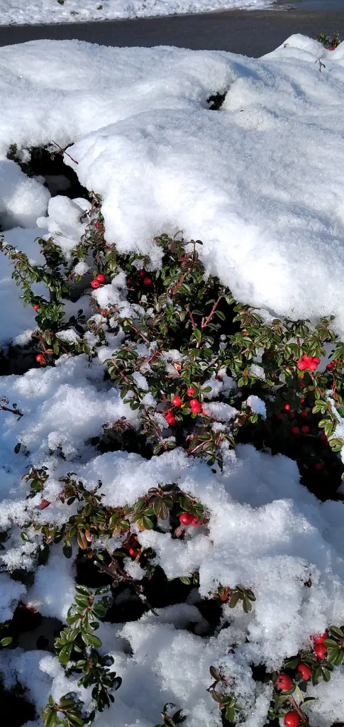 Andachtsbild von Erika