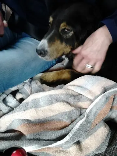 Andachtsbild von Renate mit Artax"Bubele" tief im Herzen