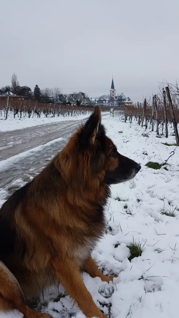 Andachtsbild von Silke mit Gila im ❤