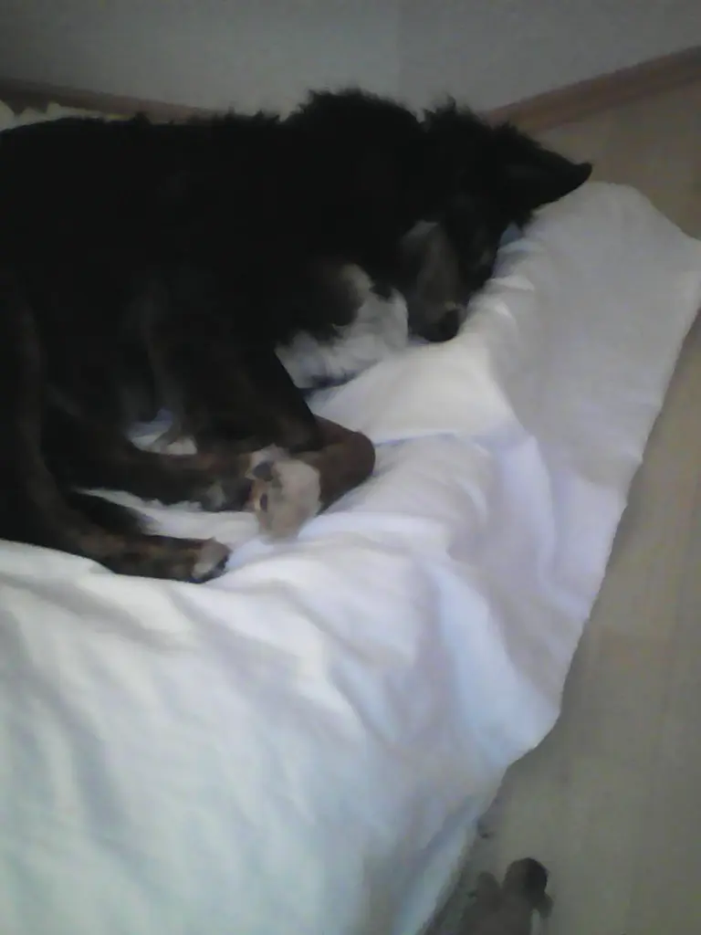 Andachtsbild von Renate mit Artax"Bubele" tief im Herzen