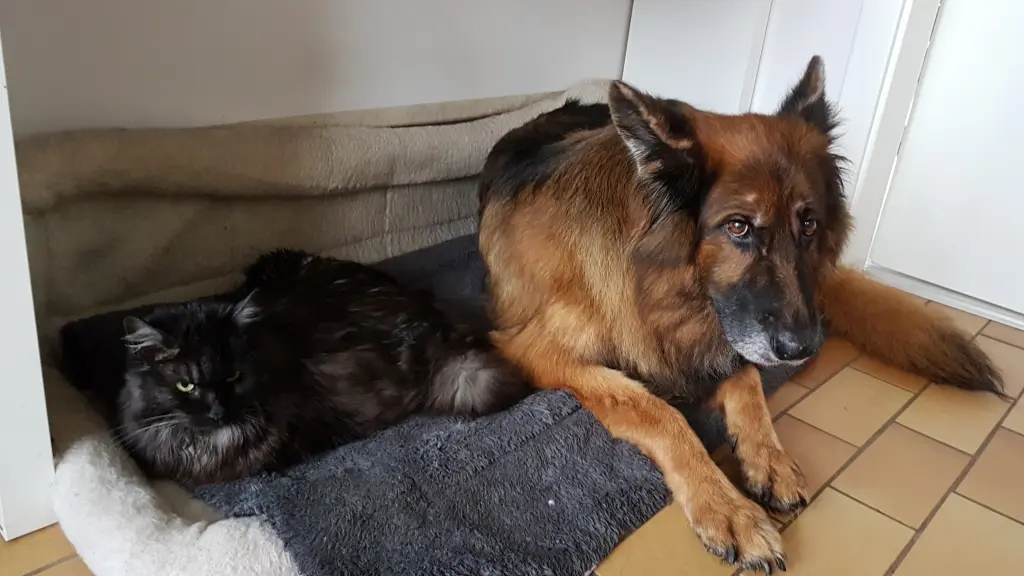 Andachtsbild von Silke mit Gila im ❤