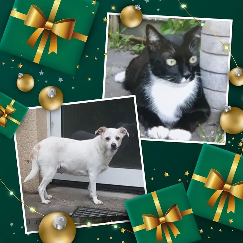 Andachtsbild von Silke mit Seelenhund Cassy  und Katzendame Joyce tief im Herzen ❤