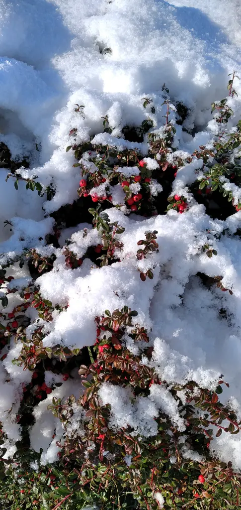 Andachtsbild von Erika