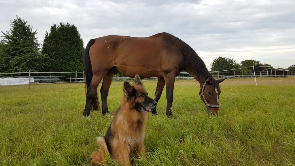 Andachtsbild von Silke mit Gila im ❤