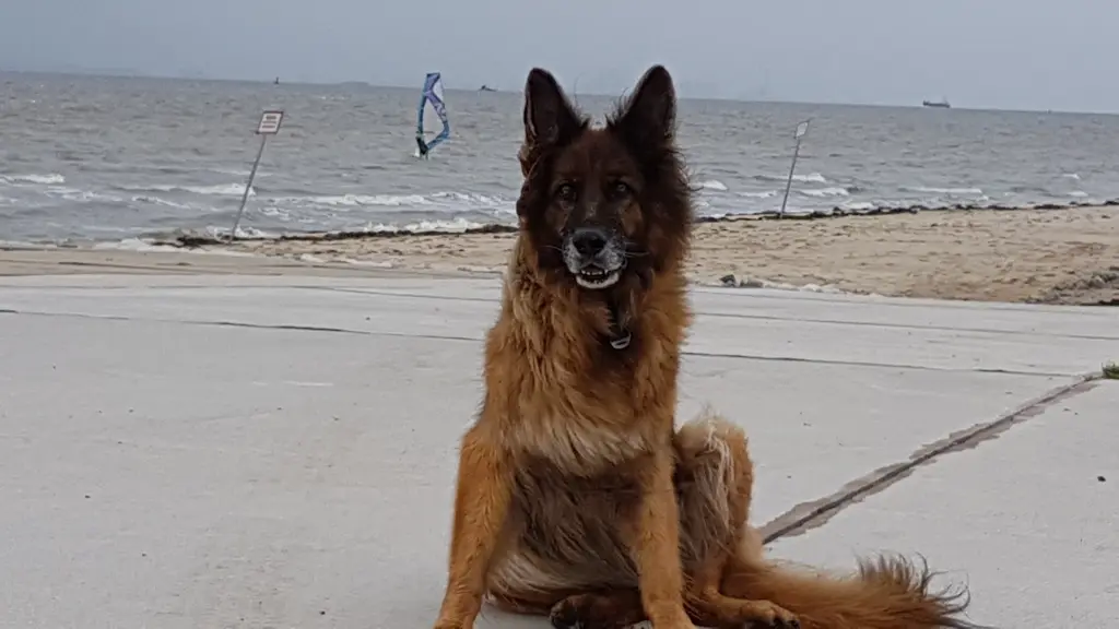 Andachtsbild von Silke mit Gila im ❤