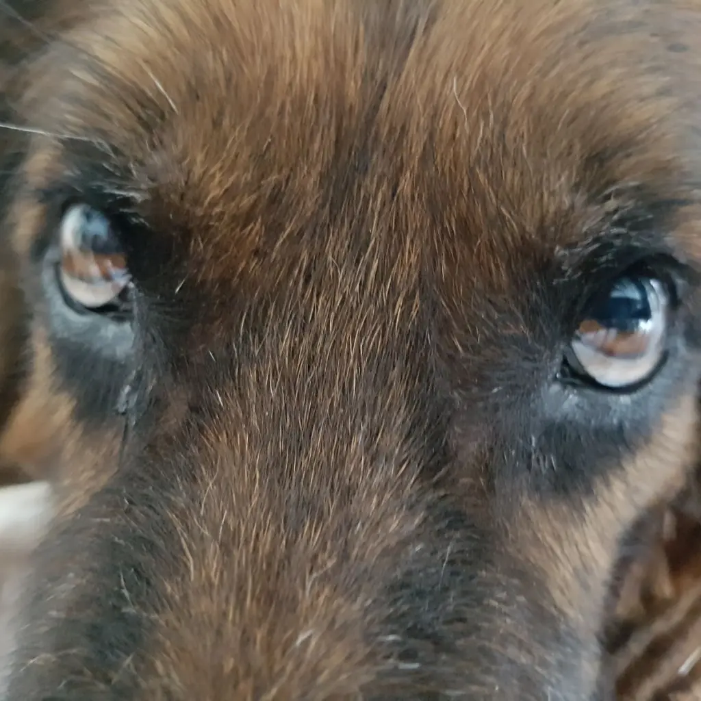 Andachtsbild von Silke mit Gila im ❤