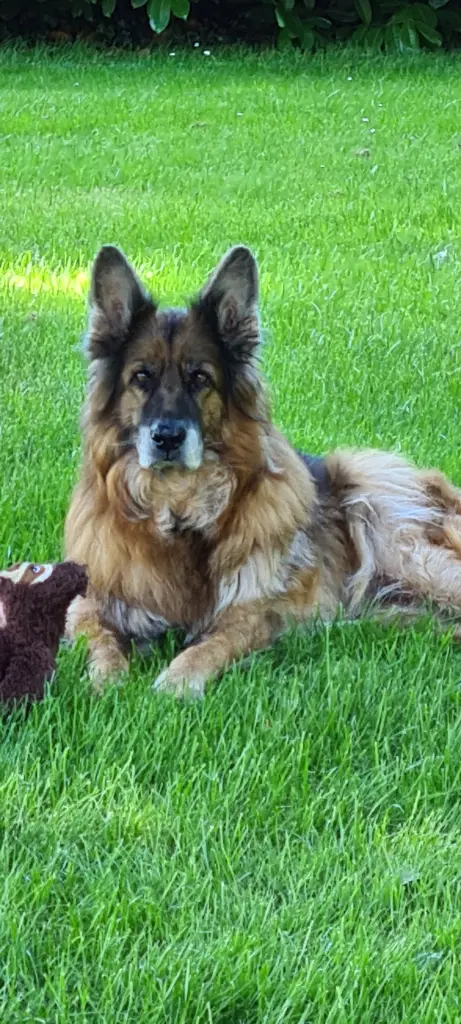 Andachtsbild von Silke mit Gila im ❤