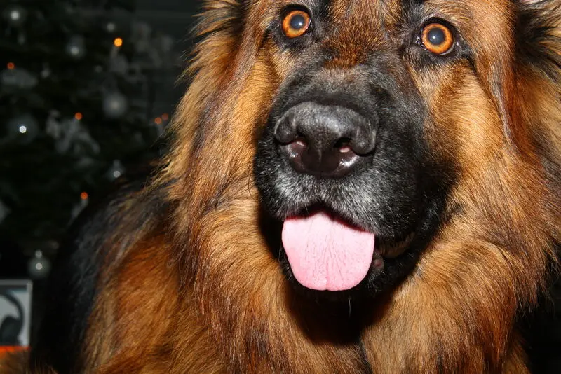 Andachtsbild von Silke mit Gila im ❤