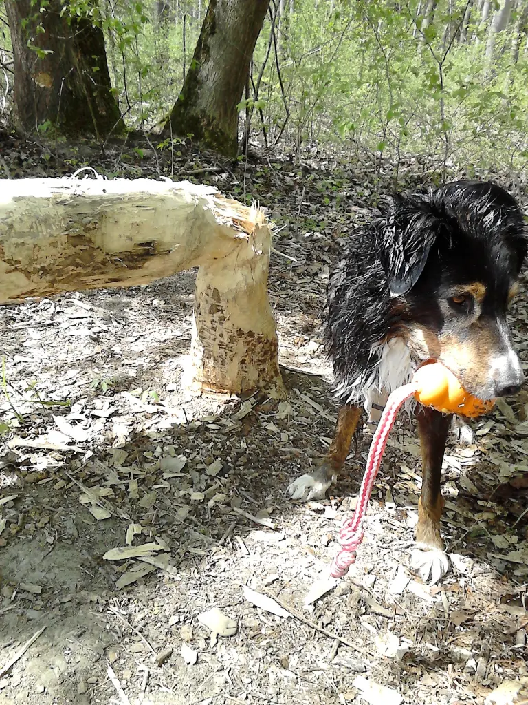 Andachtsbild von Renate mit Artax"Bubele" tief im Herzen
