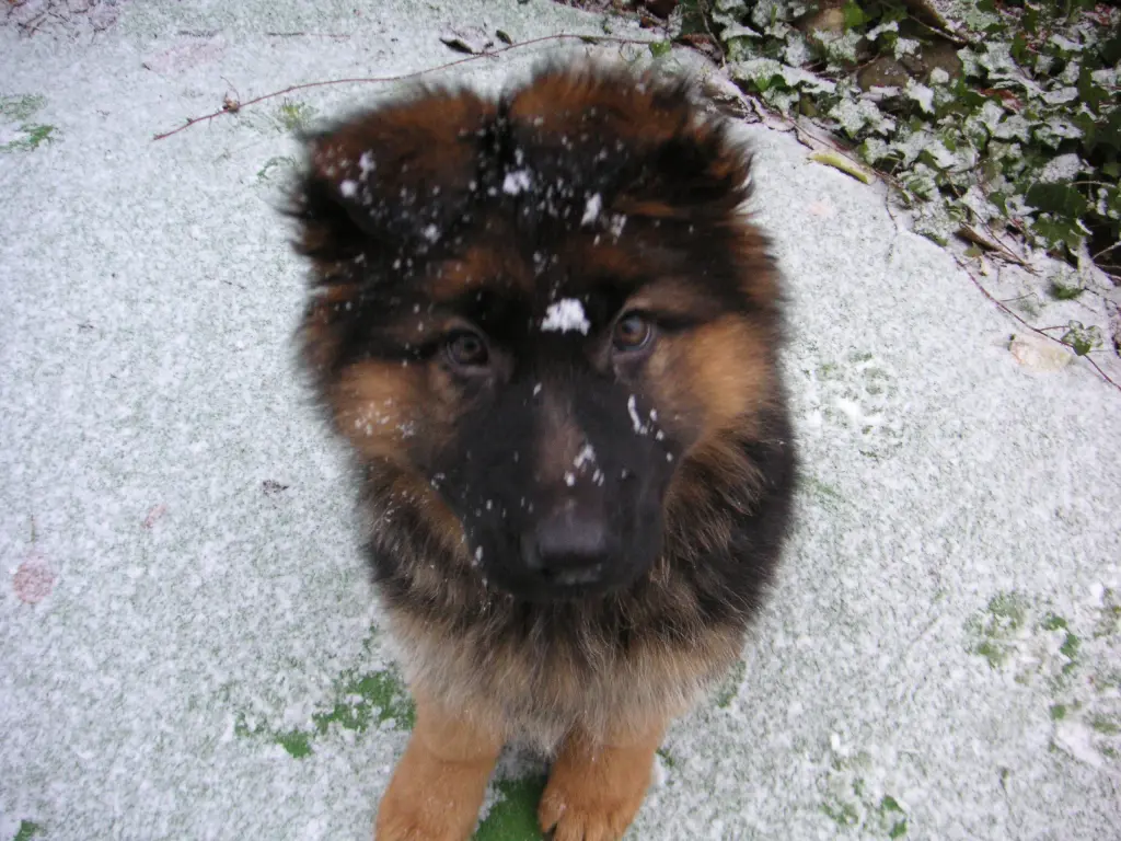 Andachtsbild von Silke mit Gila im ❤