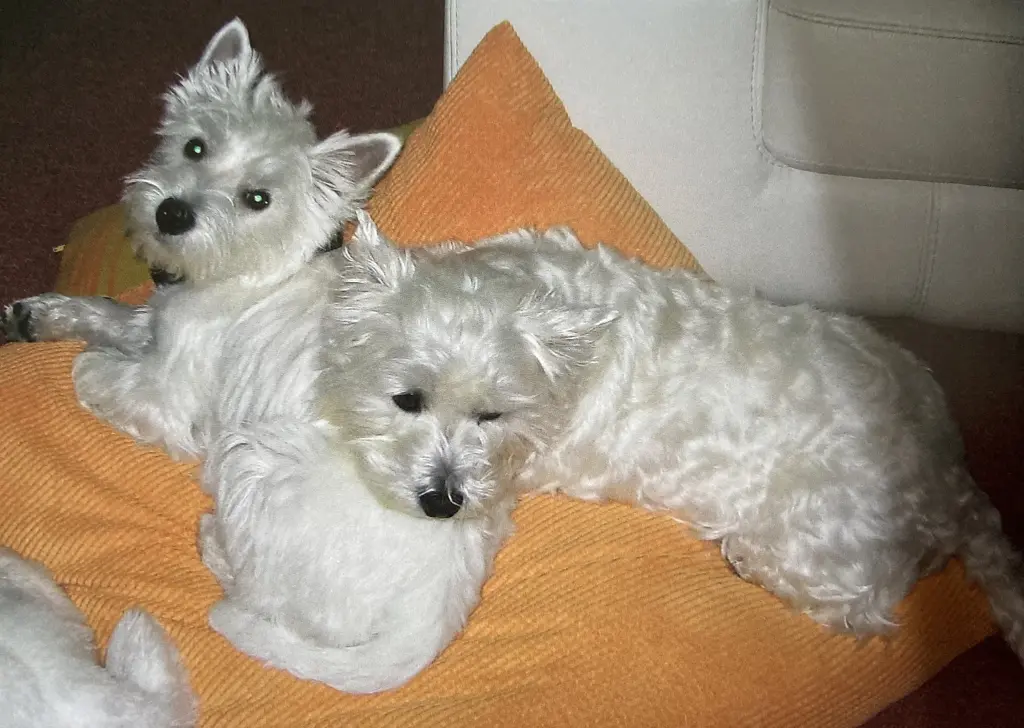 Andachtsbild von Unbekannt