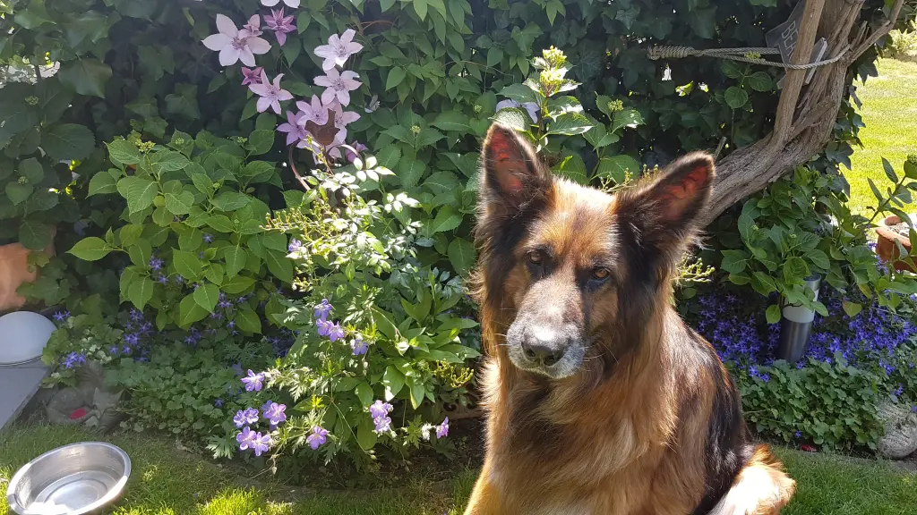 Andachtsbild von Silke mit Gila im ❤