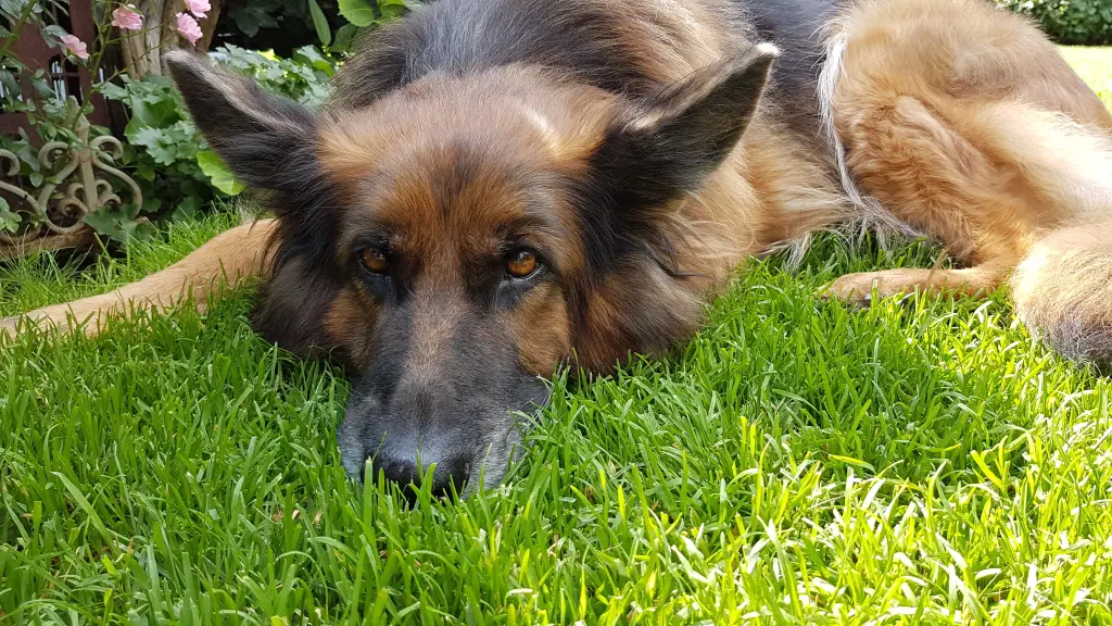 Andachtsbild von Gila