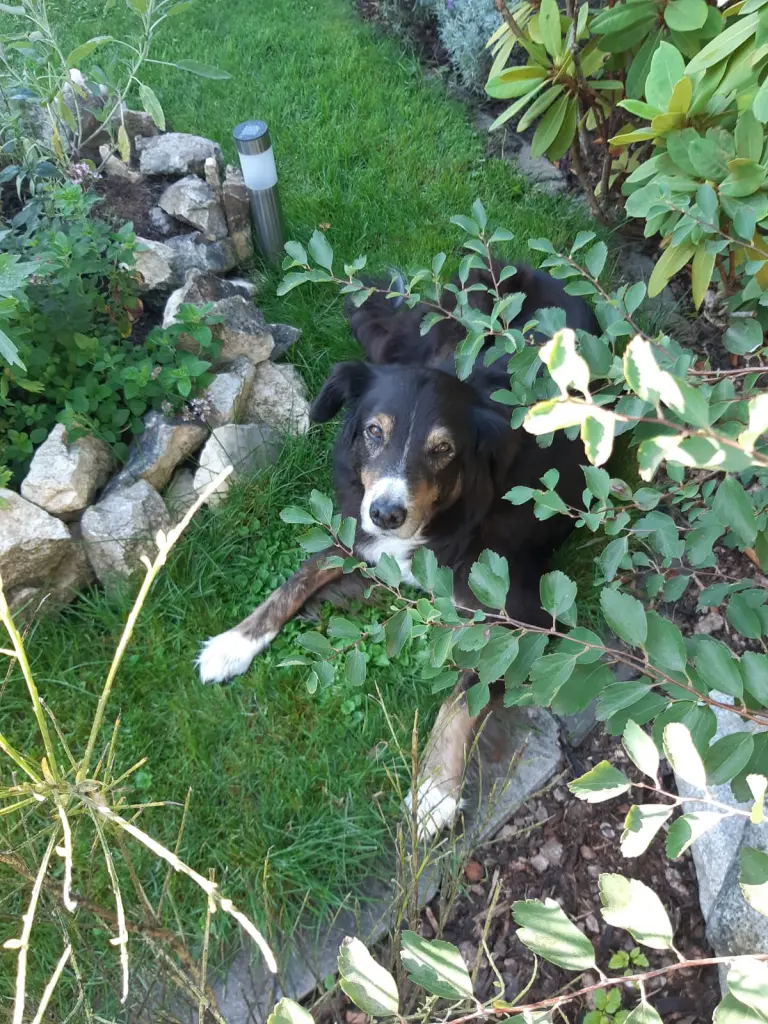 Andachtsbild von Renate mit Artax"Bubele" tief im Herzen