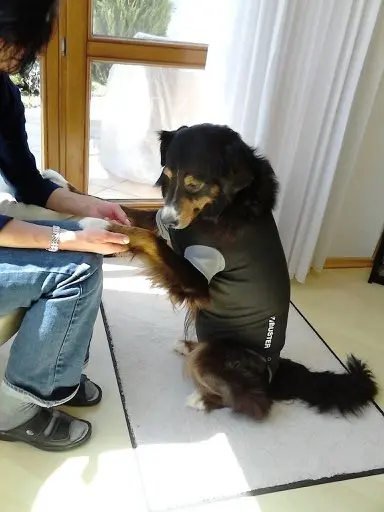 Andachtsbild von Renate mit Artax"Bubele" tief im Herzen