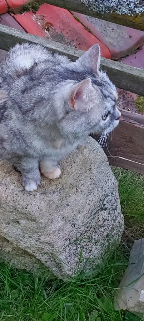 Andachtsbild von Dich zu lieben