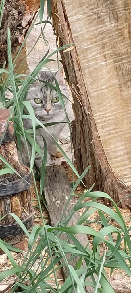 Andachtsbild von Mia