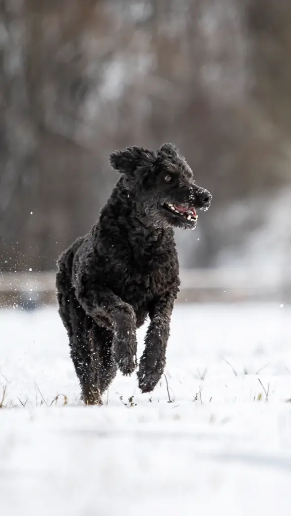 Andachtsbild von So viel Schnee …