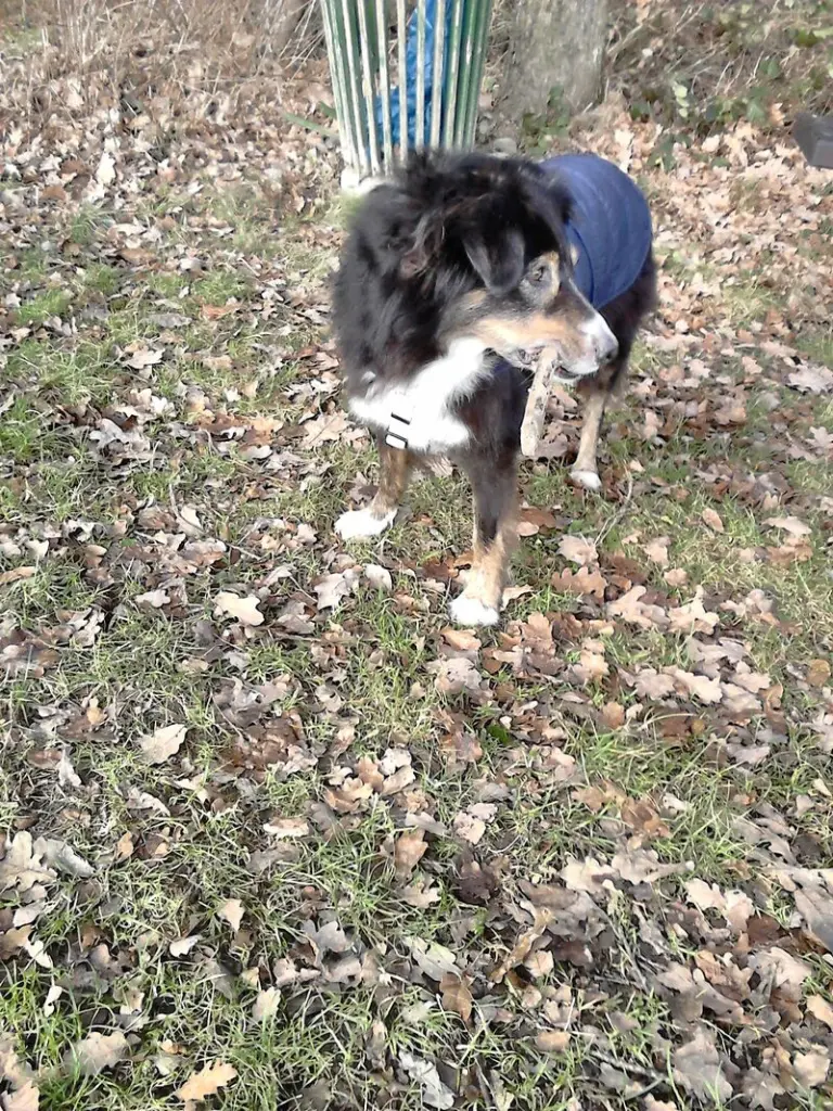 Andachtsbild von Renate mit Artax"Bubele"ganz tief im Herzen