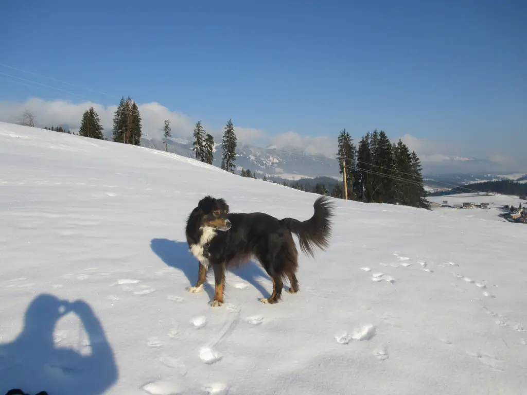 Andachtsbild von Renate mit Artax"Bubele"ganz tief im Herzen