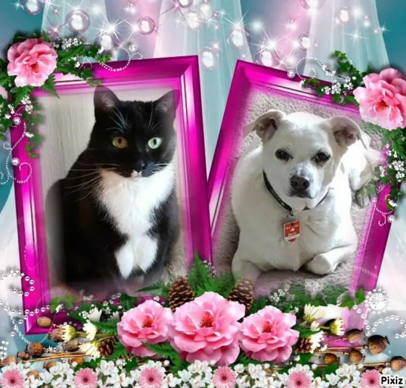 Andachtsbild von Silke mit Cassy und Joyce ganz tief im Herzen❤️