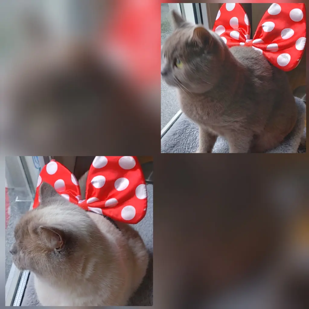 Andachtsbild von Fasnet