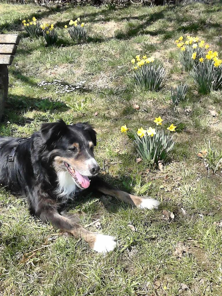 Andachtsbild von Renate mit Artax"Bubele"ganz tief im Herzen
