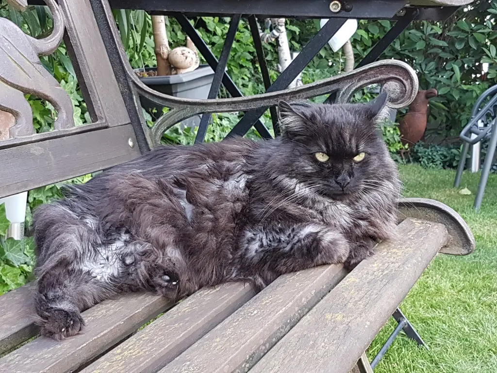 Andachtsbild von Silke mit Gila im ❤