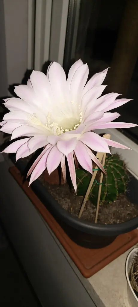 Andachtsbild von Black Friday 