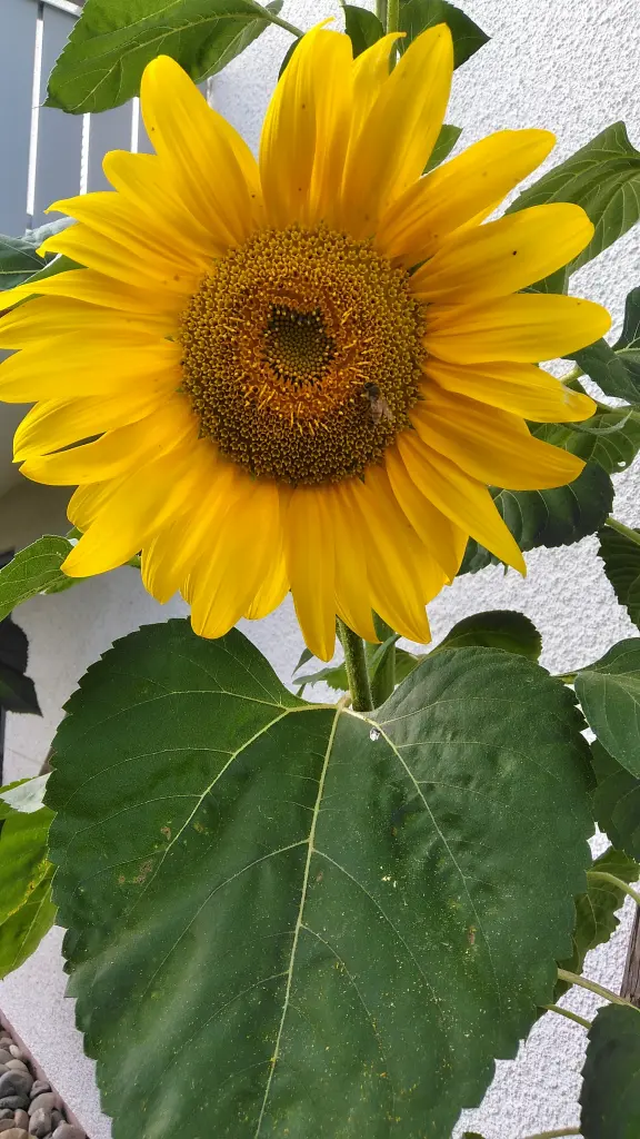 Andachtsbild von Ingrid mit Vini im Herzen