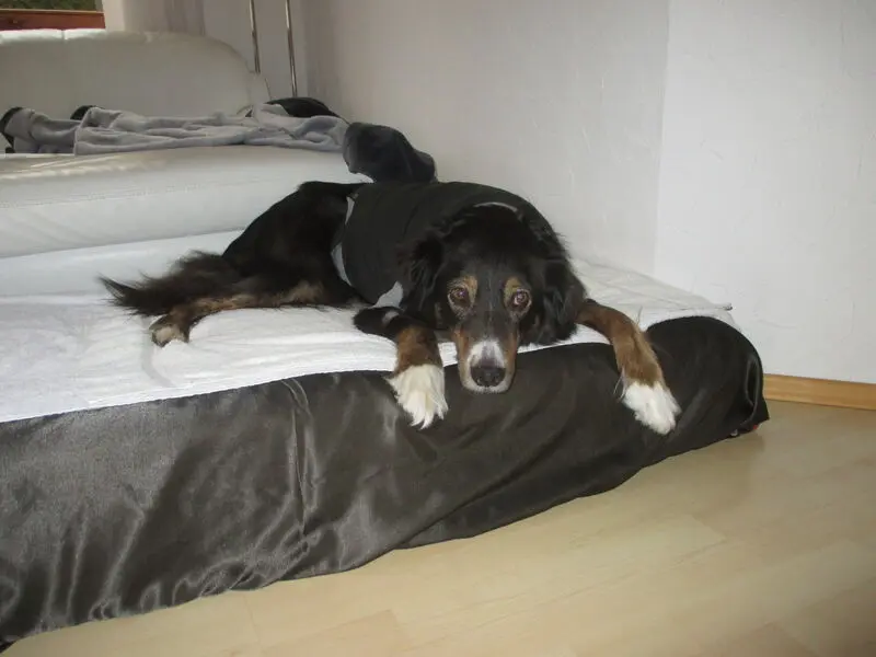 Andachtsbild von Renate mit Artax"Bubele"ganz tief im Herzen