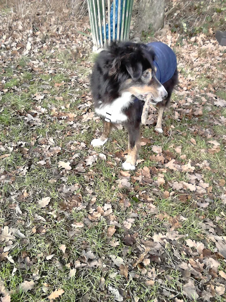 Andachtsbild von Renate mit Artax"Bubele"ganz tief im Herzen
