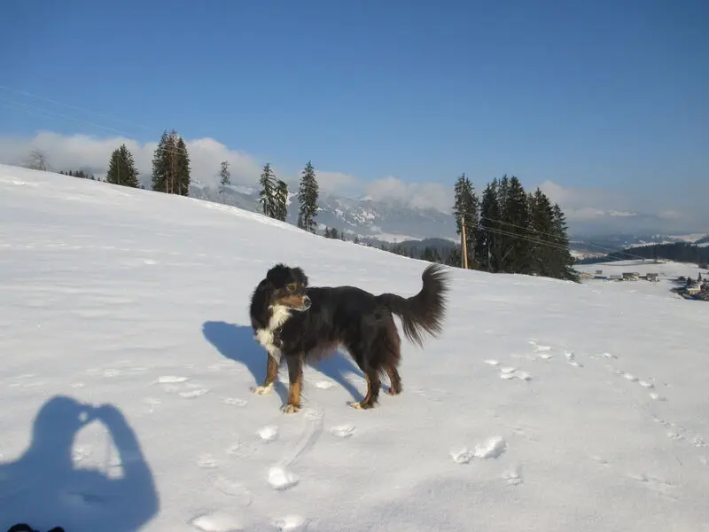 Andachtsbild von Renate mit Artax"Bubele"ganz tief im Herzen