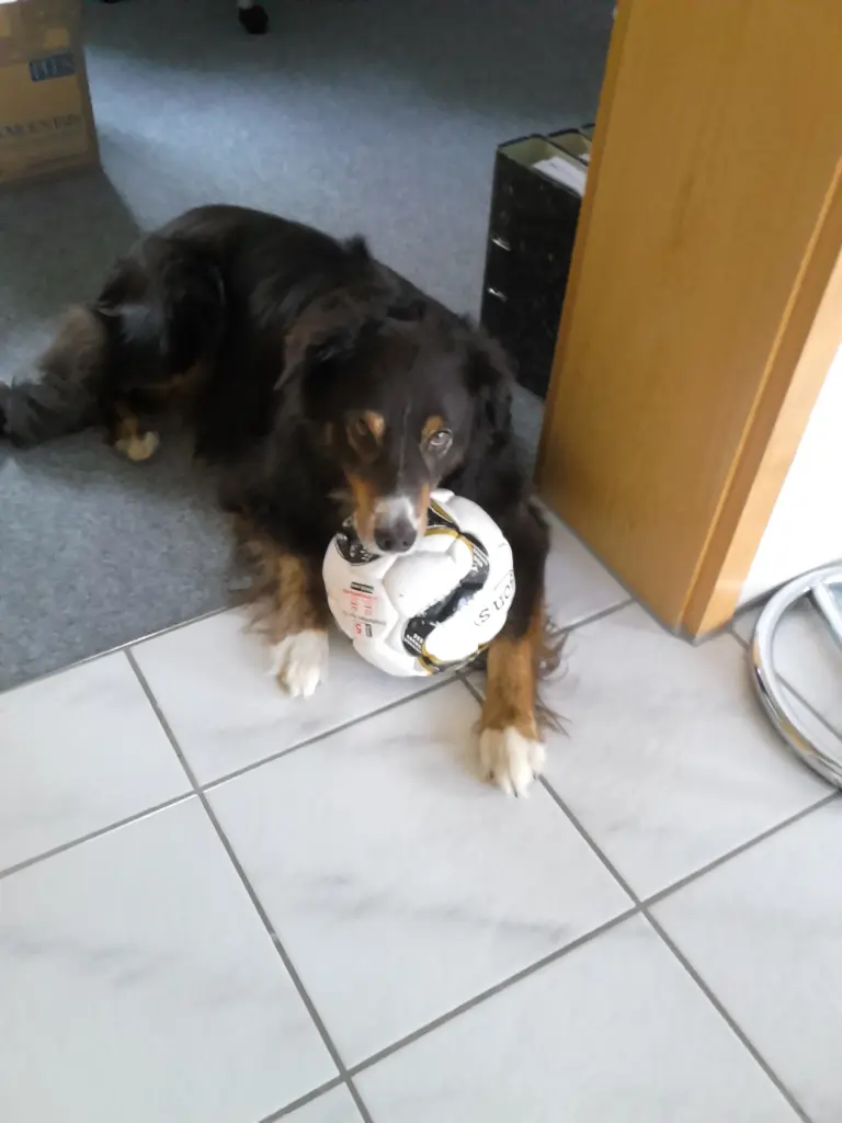 Andachtsbild von Renate mit Artax"Bubele"ganz tief im Herzen