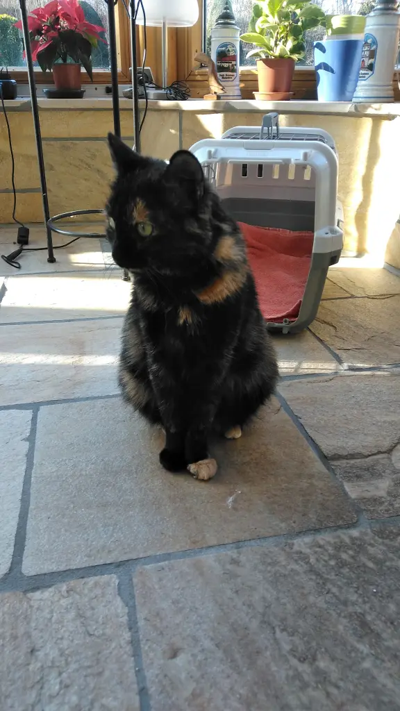 Andachtsbild von Ingrid mit Vini im Herzen