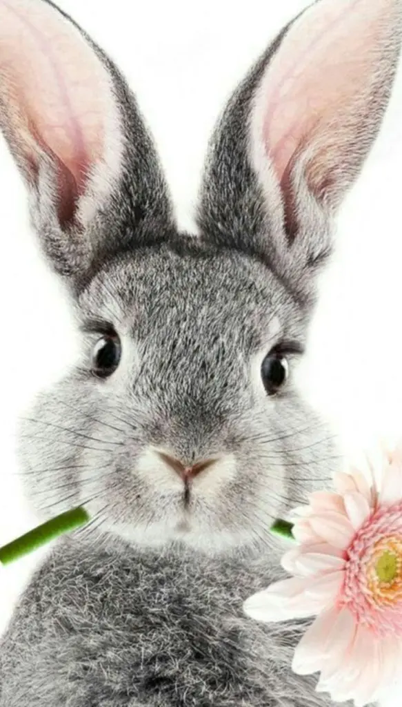 Andachtsbild von Black Friday 