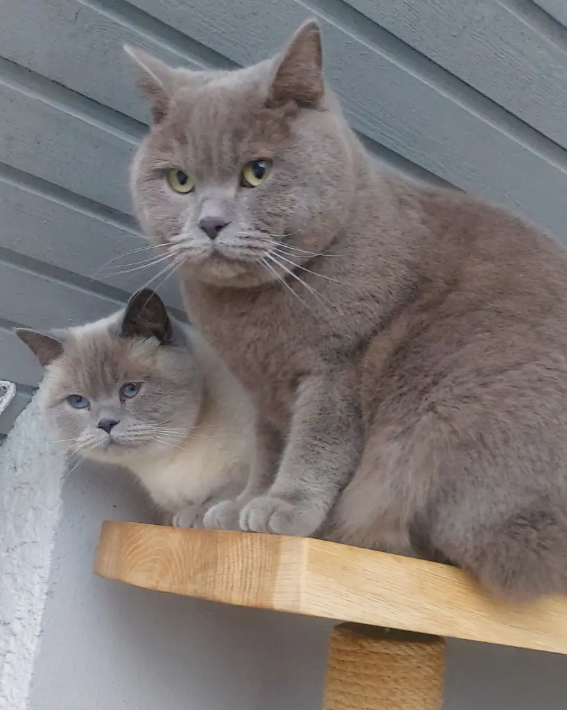 Andachtsbild von Unbekannt