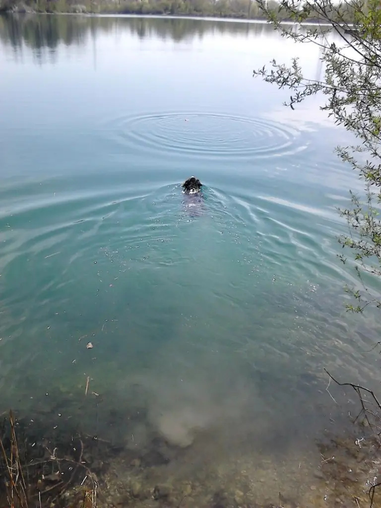 Andachtsbild von Renate mit Artax"Bubele"ganz tief im Herzen