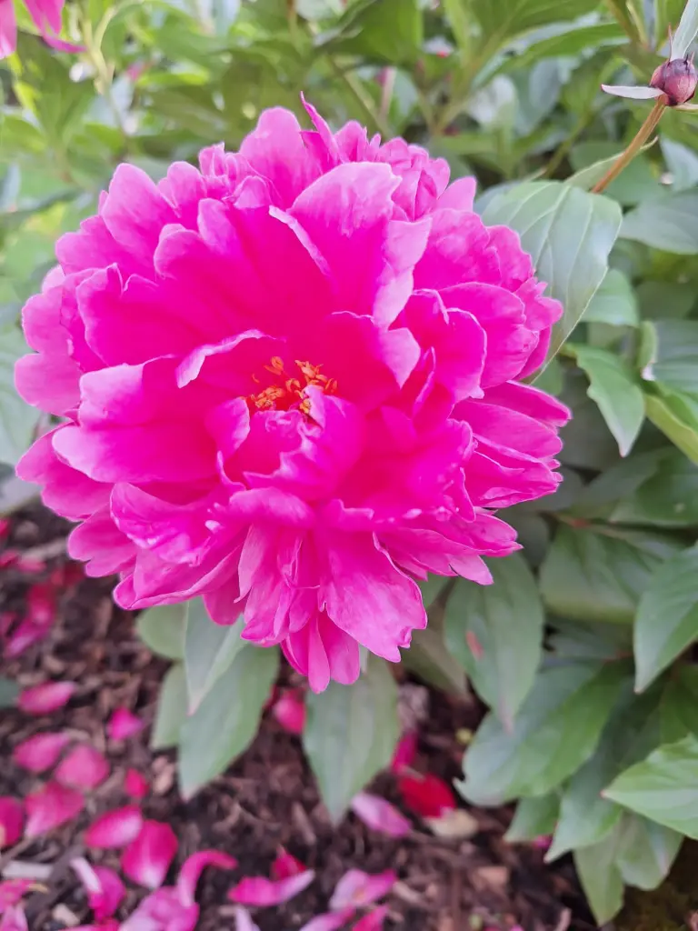 Andachtsbild von Ingrid mit Vini im Herzen