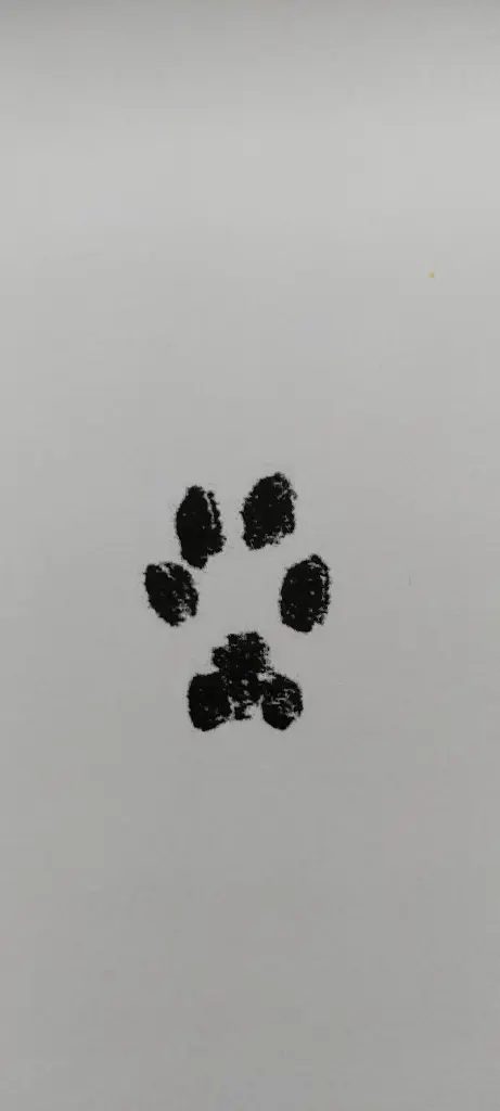 Bild von Pooh Bär (geliebte Mia Maus ❤)