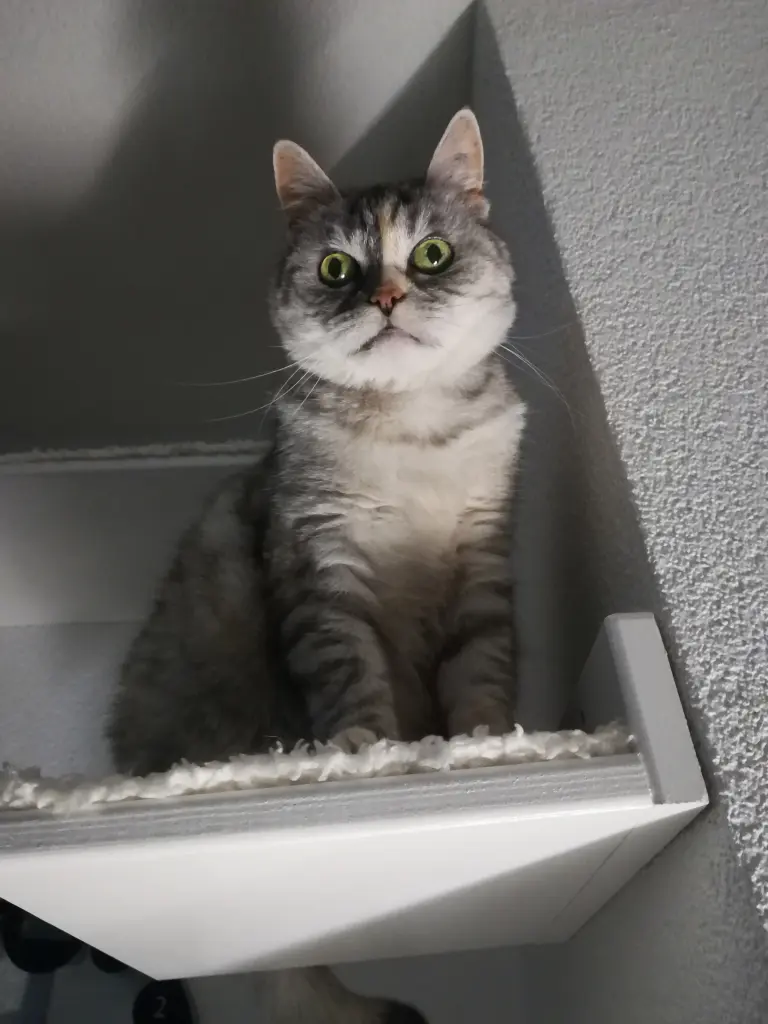 Bild von Pooh Bär (geliebte Mia Maus ❤)