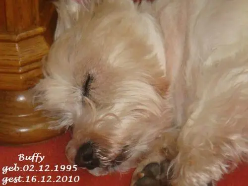 Image from Buffy