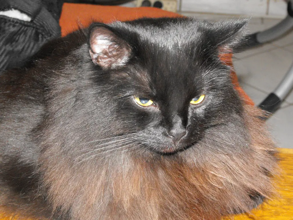 Condolence image of Deinen Katzeneltern